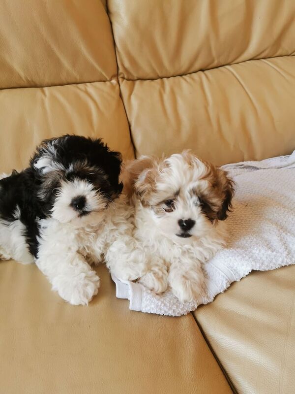Shih Tzu pups for sale in Lisnaskea, County Fermanagh | Image 2