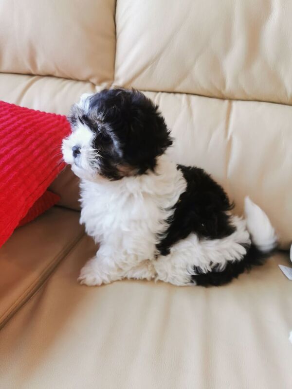 Shih Tzu pups for sale in Lisnaskea, County Fermanagh | Image 3