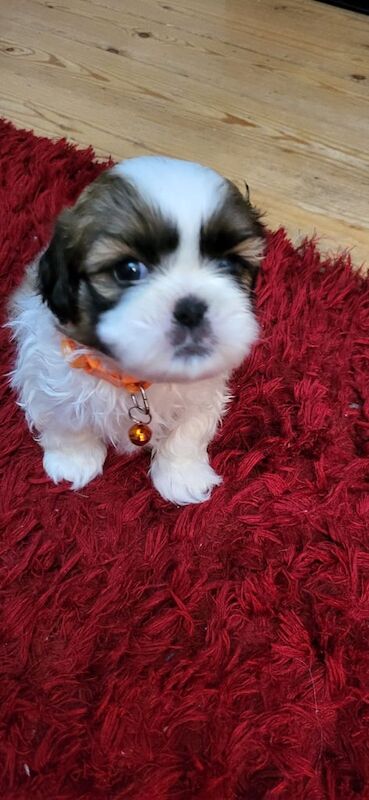 Shih Tzu puppies for sale in Aughnacloy, County Tyrone – 5 weeks old