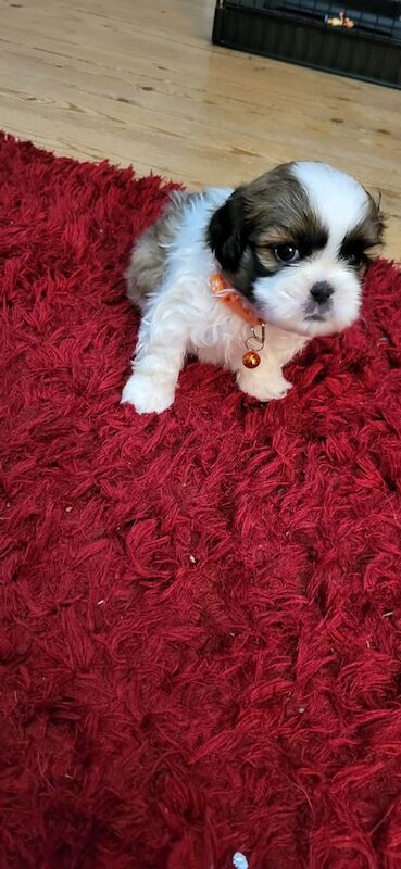 Shih Tzu puppies for sale in Aughnacloy, County Tyrone – 5 weeks old - Image 2 of 3