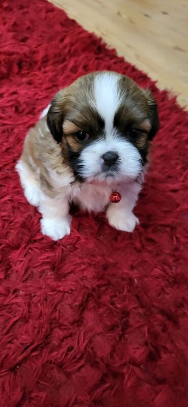 Shih Tzu puppies for sale in Aughnacloy, County Tyrone – 5 weeks old - Image 3 of 3