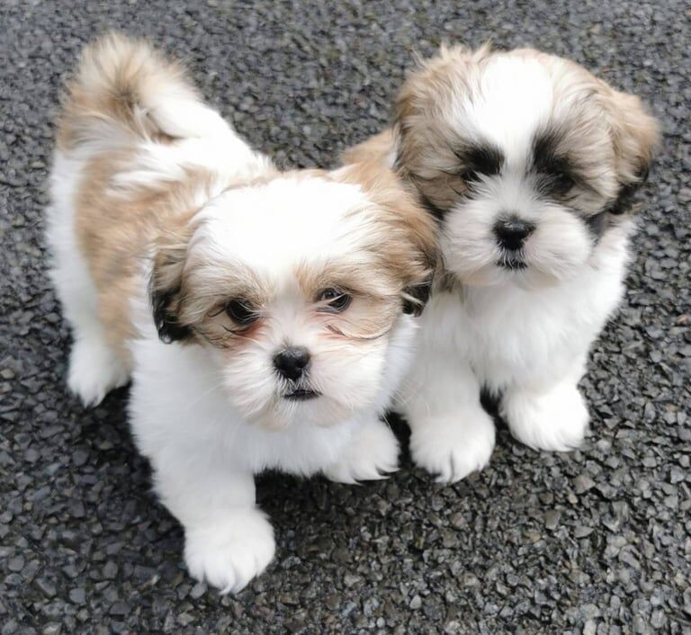 Shih Tzu puppies for sale in Enniskillen, County Fermanagh – 10 weeks old