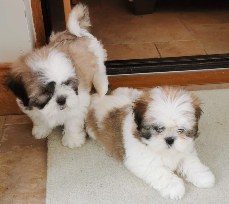 Shih Tzu puppies for sale in Enniskillen, County Fermanagh – 10 weeks old - Image 2 of 2