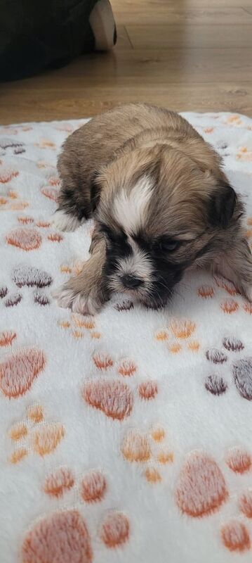 Shih Tzu puppies for sale in Downpatrick, County Down – 4 weeks old