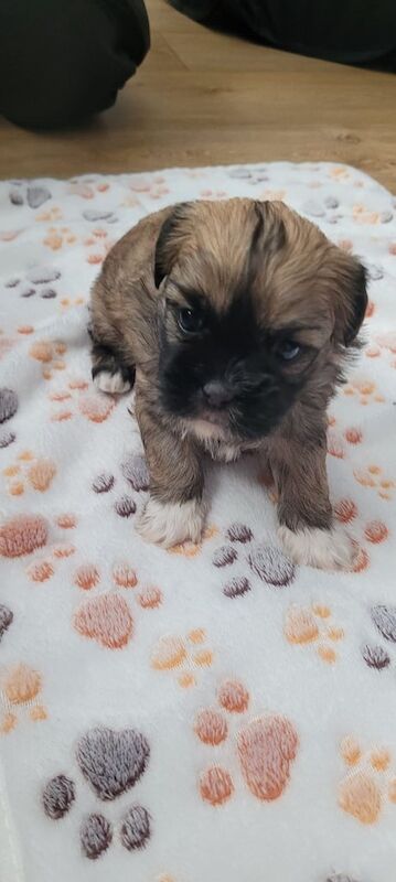 Shih Tzu puppies for sale in Downpatrick, County Down – 4 weeks old - Image 2 of 3