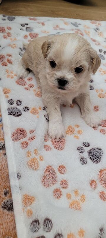 Shih Tzu puppies for sale in Downpatrick, County Down – 4 weeks old - Image 3 of 3