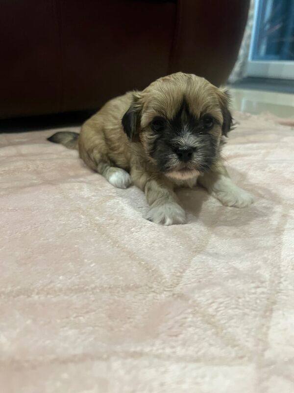 Shih Tzu puppies for sale in Downpatrick, County Down – 4 weeks old