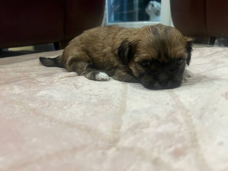Shih Tzu puppies for sale in Downpatrick, County Down – 4 weeks old - Image 2 of 3