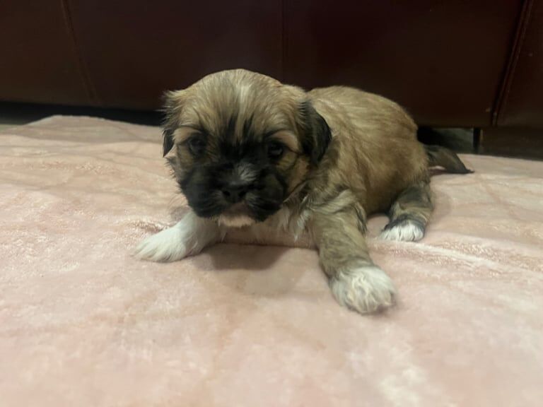 Shih Tzu puppies for sale in Downpatrick, County Down – 4 weeks old - Image 3 of 3