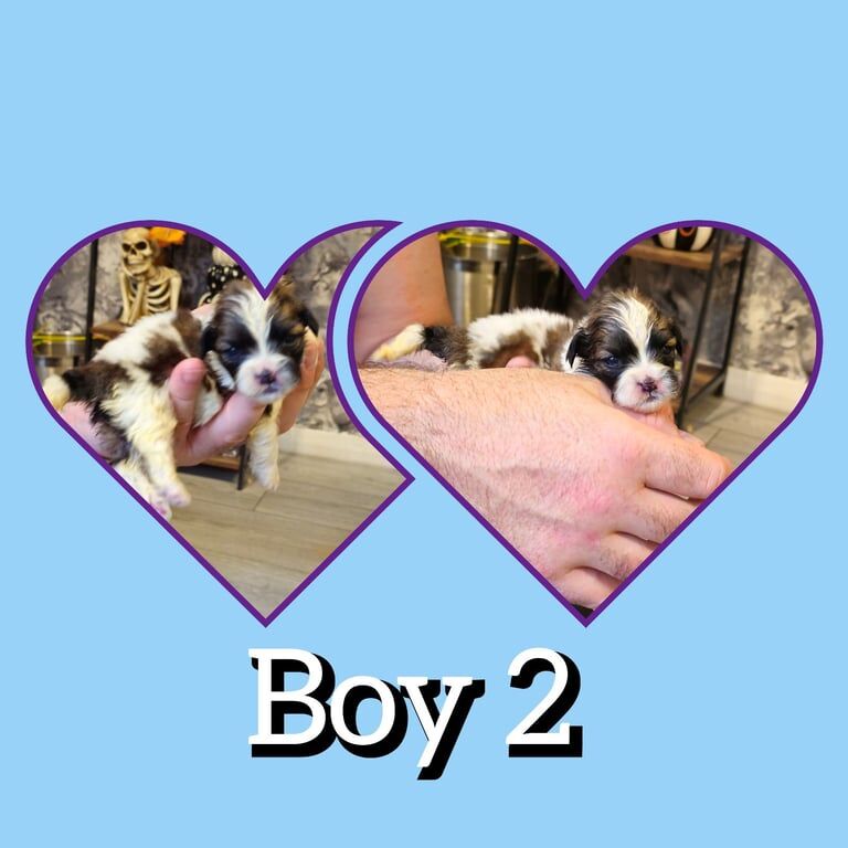 Shih Tzu puppies for sale in Gateshead, Tyne and Wear β 3 weeks old - Image 3 of 3
