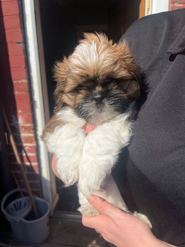 Shih Tzu pups 2 girls 1 boy girls born with no tails