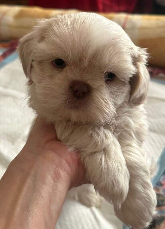 Shih Tzu puppies for sale in Belfast, County Antrim – 10 weeks old - Image 2 of 5