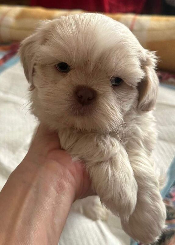 Shih Tzu puppies for sale in Belfast, County Antrim – 10 weeks old - Image 3 of 5