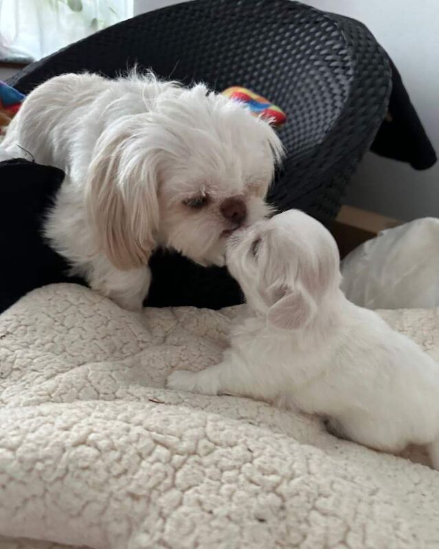 Shih Tzu puppies for sale in Belfast, County Antrim – 10 weeks old - Image 4 of 5