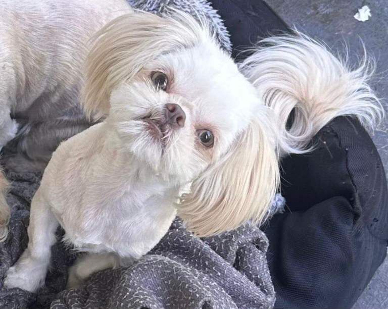 Shih Tzu puppies for sale in Belfast, County Antrim – 10 weeks old - Image 5 of 5