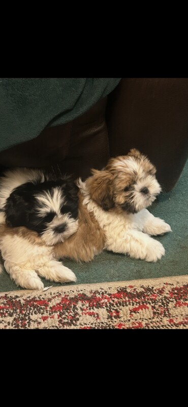 Shih Tzu puppies for sale in Ballymoney, County Antrim – 10 weeks old