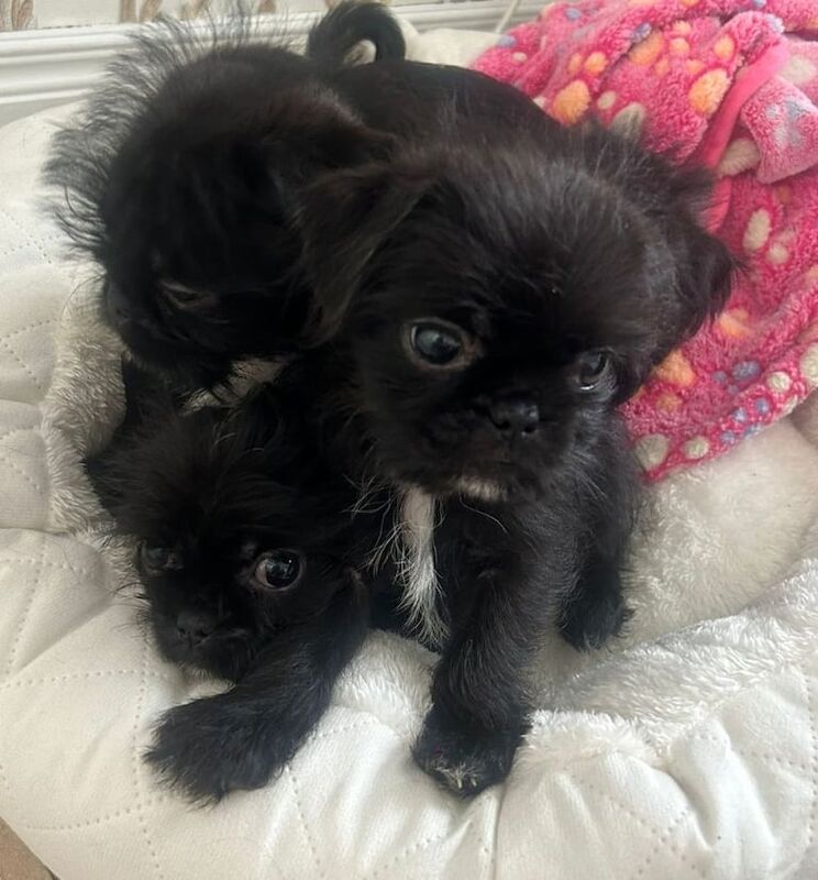 Shih Tzu puppies for sale in Dunmurry, County Antrim – 11 weeks old