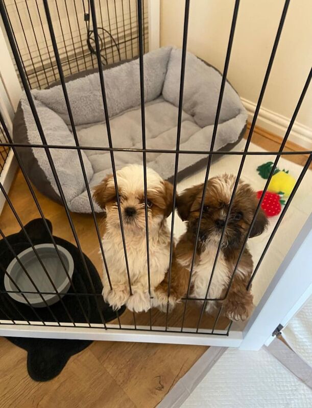 Shih Tzu puppies for sale in Bishop Auckland, Durham – 3 months old
