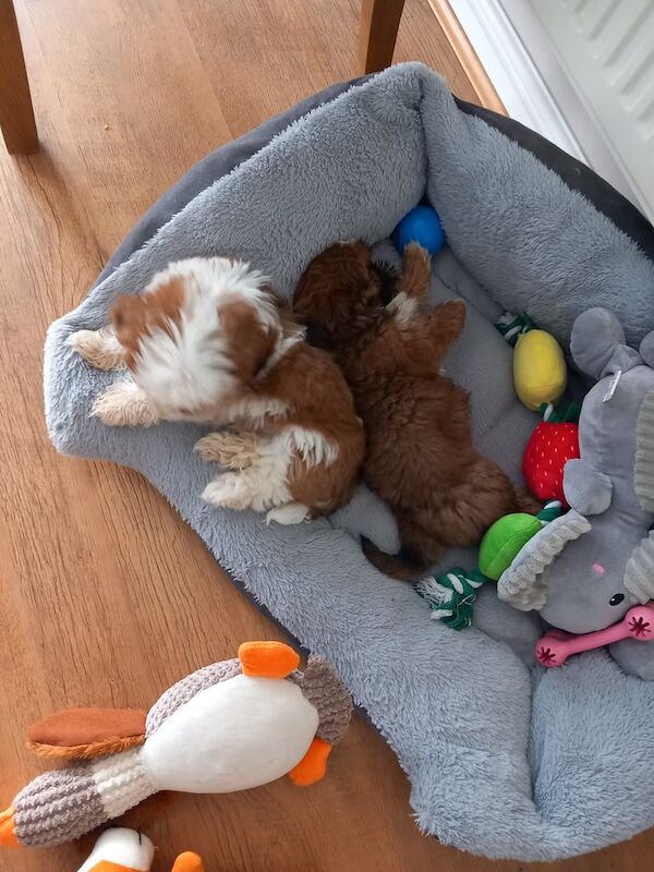 Shih Tzu puppies for sale in Bishop Auckland, Durham – 3 months old - Image 2 of 3