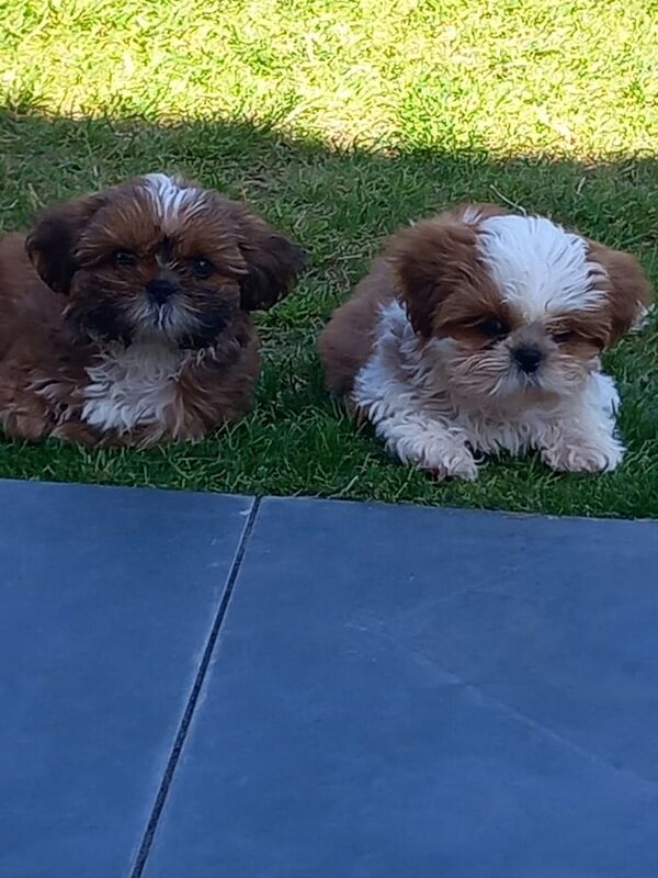 Shih Tzu puppies for sale in Bishop Auckland, Durham – 3 months old - Image 3 of 3
