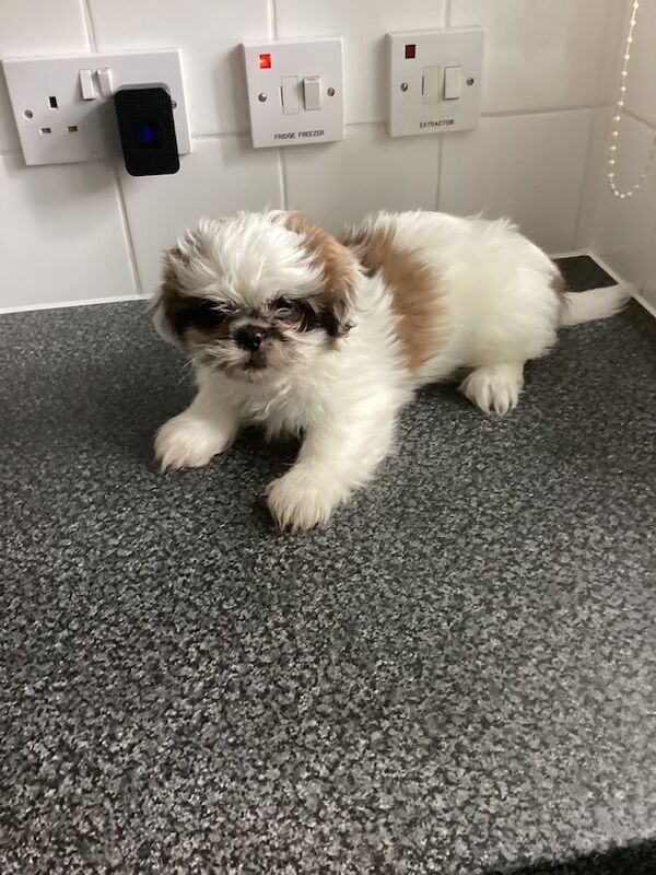 Shih Tzu puppies for sale in Kentish Town, Greater London – 8 weeks old