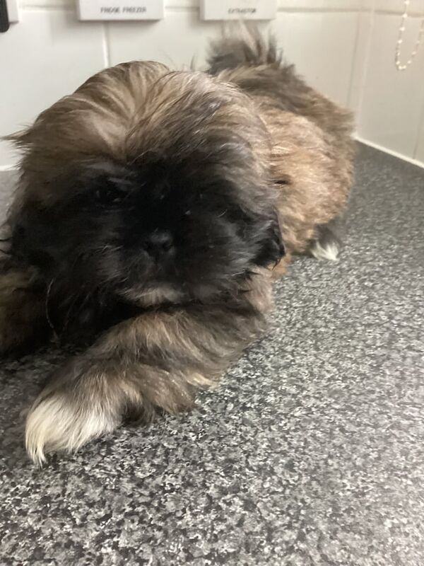 Shih Tzu puppies for sale in Kentish Town, Greater London – 8 weeks old - Image 2 of 3