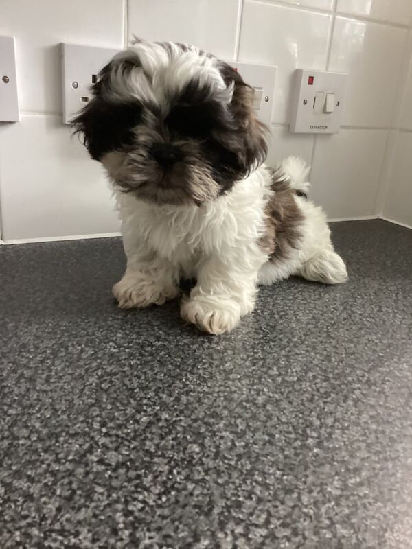 Shih Tzu puppies for sale in Kentish Town, Greater London – 8 weeks old - Image 3 of 3