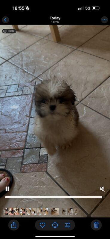 Shih Tzu puppies for sale in Ballinamallard, County Fermanagh – 9 weeks old