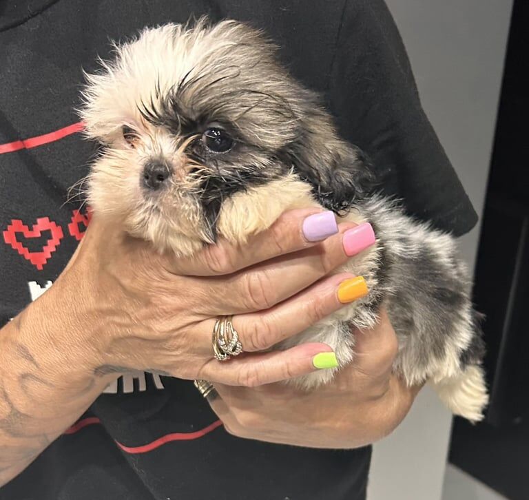 Shih Tzu puppies for sale in Newcastle upon Tyne, Tyne and Wear β 8 weeks old