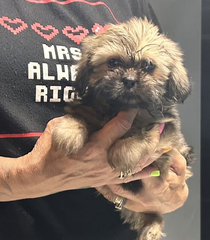 Shih Tzu puppies for sale in Newcastle upon Tyne, Tyne and Wear – 8 weeks old - Image 3 of 3