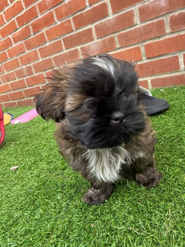 Shih Tzu puppies for sale in Poole, Dorset – 8 weeks old