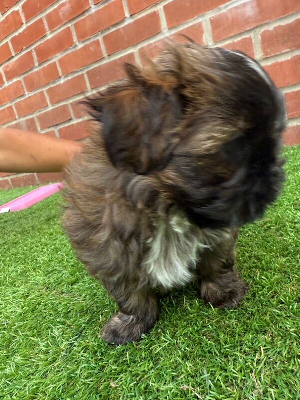 Shih Tzu puppies for sale in Poole, Dorset – 8 weeks old - Image 2 of 15
