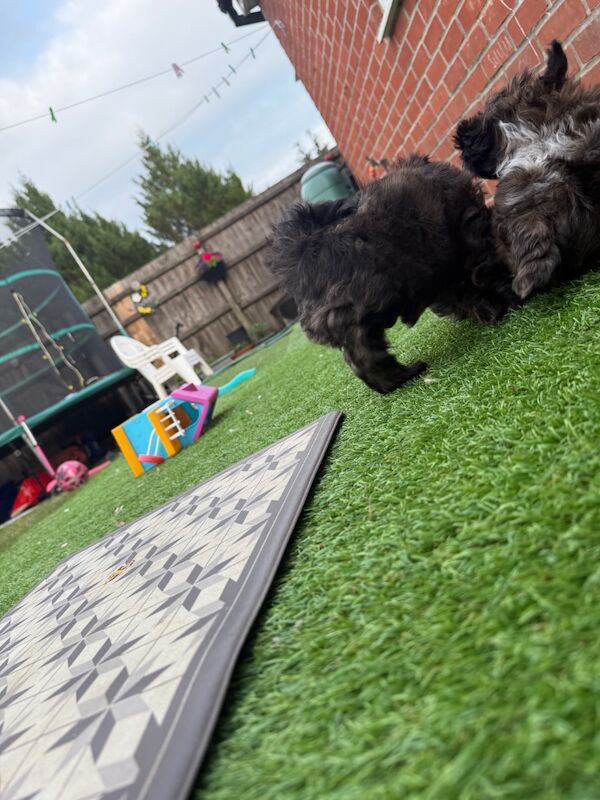 Shih Tzu puppies for sale in Poole, Dorset – 8 weeks old - Image 3 of 15