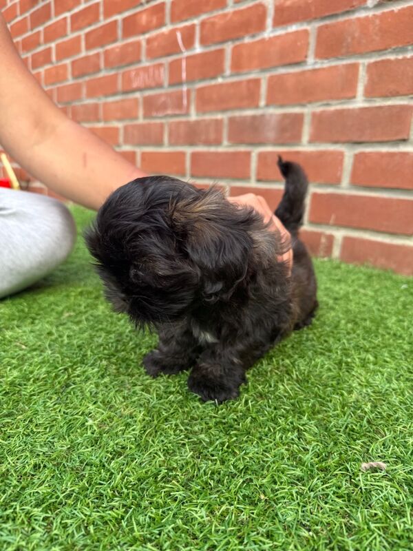 Shih Tzu puppies for sale in Poole, Dorset – 8 weeks old - Image 4 of 15