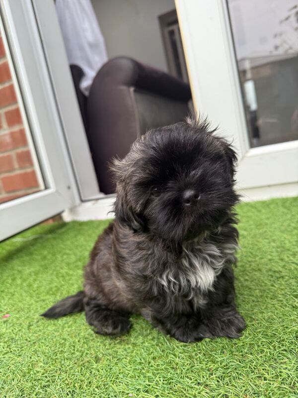 Shih Tzu puppies for sale in Poole, Dorset – 8 weeks old - Image 5 of 15