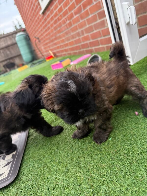 Shih Tzu puppies for sale in Poole, Dorset – 8 weeks old - Image 6 of 15