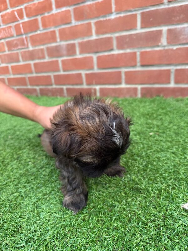 Shih Tzu puppies for sale in Poole, Dorset – 8 weeks old - Image 7 of 15