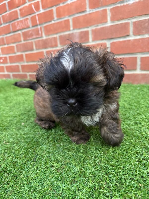 Shih Tzu puppies for sale in Poole, Dorset – 8 weeks old - Image 8 of 15