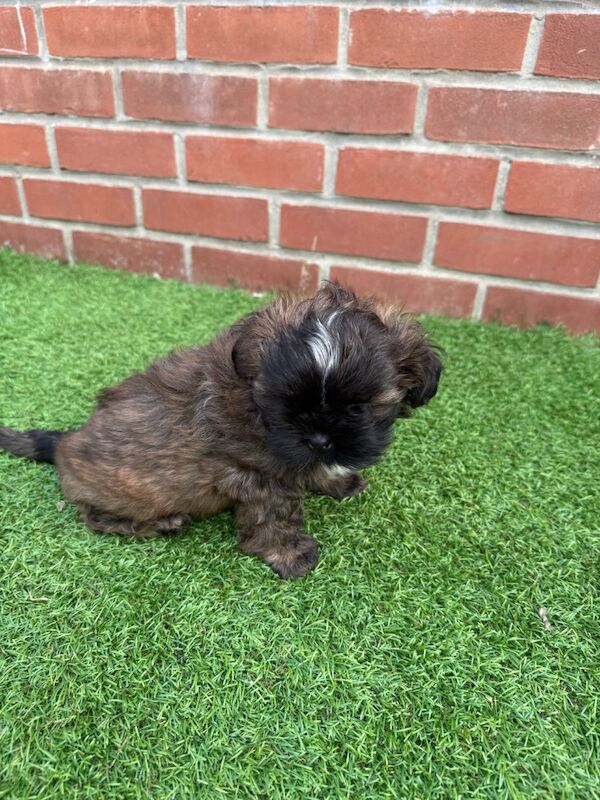 Shih Tzu puppies for sale in Poole, Dorset – 8 weeks old - Image 9 of 15
