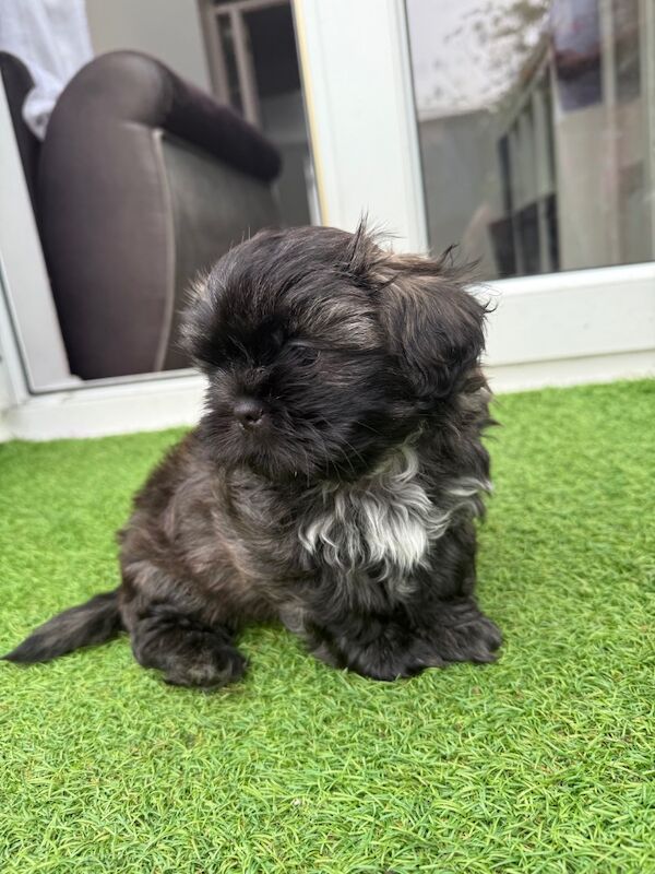 Shih Tzu puppies for sale in Poole, Dorset – 8 weeks old - Image 10 of 15