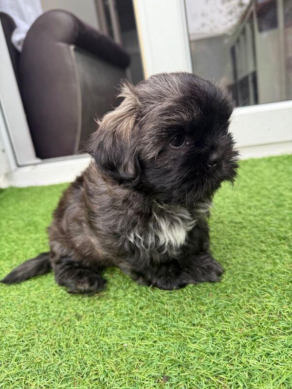 Shih Tzu puppies for sale in Poole, Dorset – 8 weeks old - Image 11 of 15