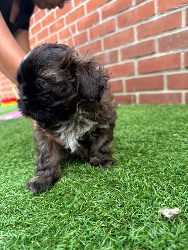 Shih Tzu puppies for sale in Poole, Dorset – 8 weeks old - Image 12 of 15