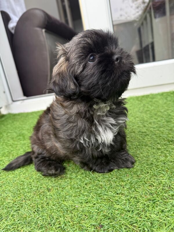 Shih Tzu puppies for sale in Poole, Dorset – 8 weeks old - Image 13 of 15
