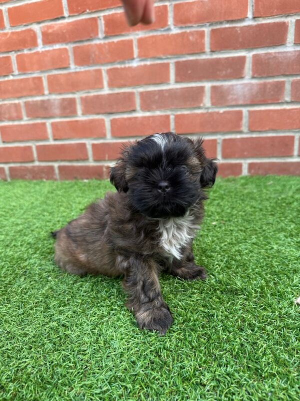 Shih Tzu puppies for sale in Poole, Dorset – 8 weeks old - Image 14 of 15