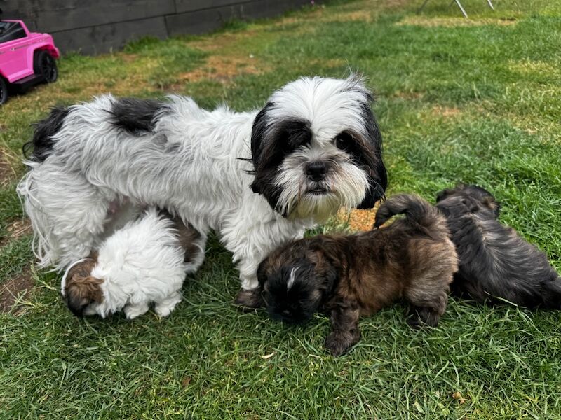 Shih Tzu puppies for sale in Poole, Dorset – 8 weeks old - Image 15 of 15