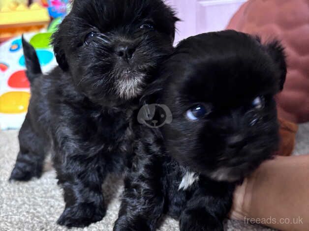 Shih Tzu Pups - Image 2 of 5