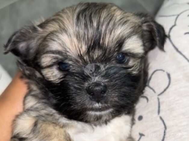 Shih Tzu Pups - Image 3 of 5