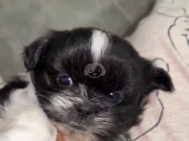 Shih Tzu Pups - Image 4 of 5