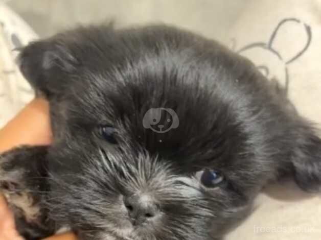 Shih Tzu Pups - Image 5 of 5