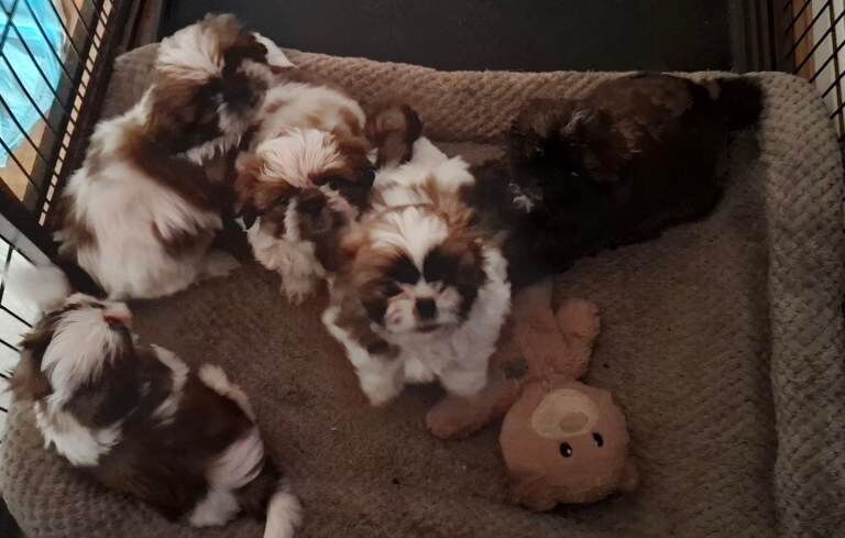 Shih tzu pups ready now